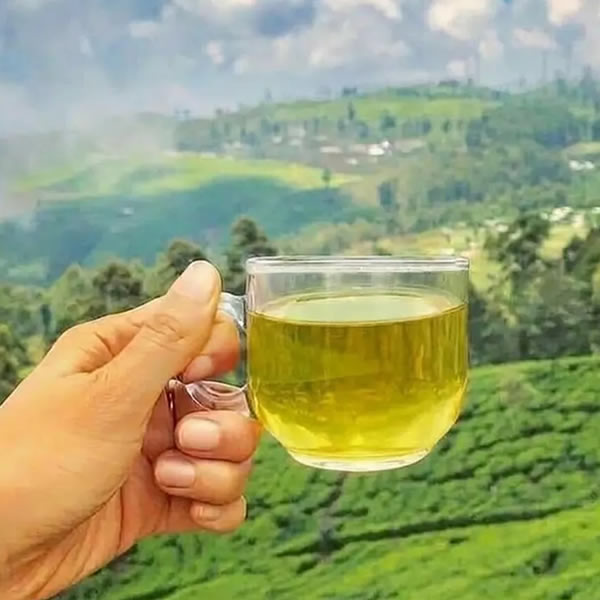 Ceylon Green Tea: A Beginner's Guide to Health and Flavour