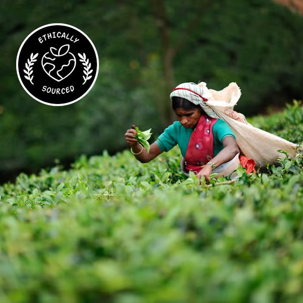 Fair Trade Tea UK, Direct from Ceylon with Integrity | Ceylon Teabox