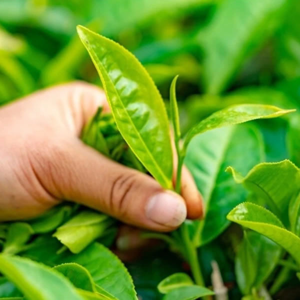 What is Single Origin Tea? Your Guide to a Truly Authentic Brew