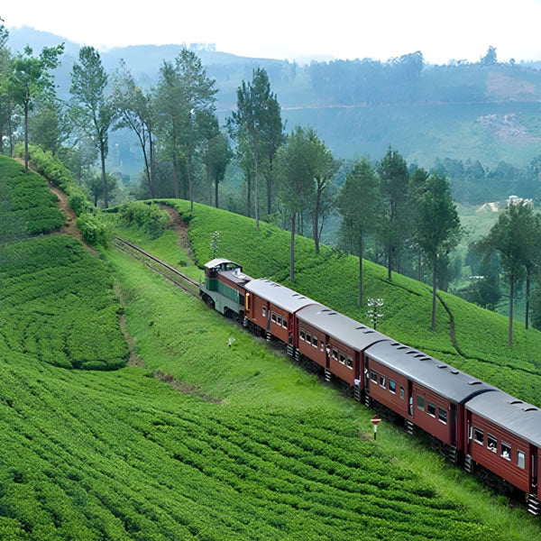 From the Misty Highlands of Ceylon to Your Cup in the UK