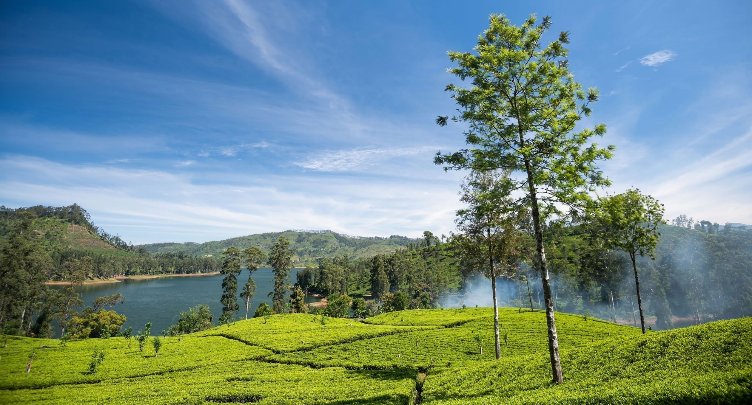 A Guide to Ceylon Tea Regions: Find Your Perfect Cup