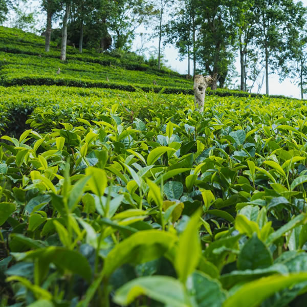 What Is Direct Trade Tea and Why It Matters - Ceylon Teabox