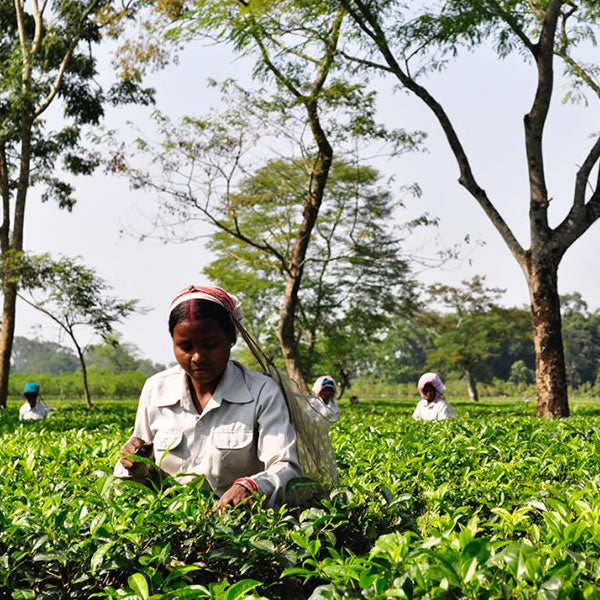 Ethical and Sustainable Sourcing - Ceylon Teabox