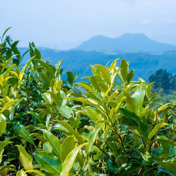 Pure ceylon origin and single-estate sourcing - Ceylon Teabox